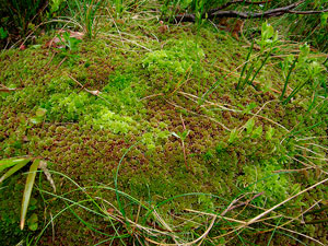 Image result for camosun bog moss